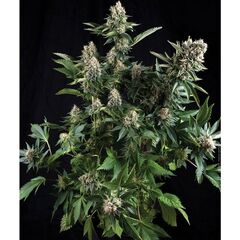 White Widow Auto, Фасовка: 3+1